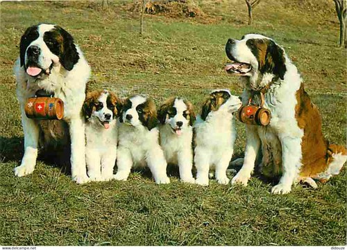 Carte postale animaux - postale,