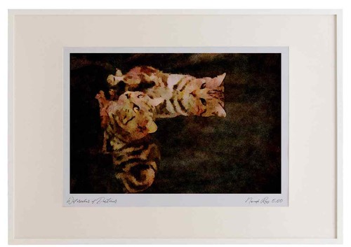 458028 british shorthair - british,