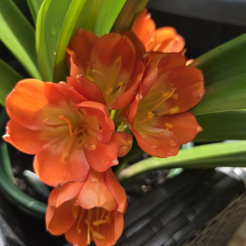 Clivia miniata orange - orange,
