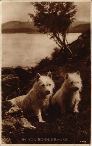 Cpa westies dogs - ak,