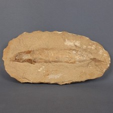 Ancien Fossile De Poisson En Pierre Rares Pour Collection Préhistorique