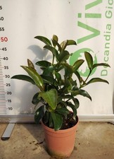 50 plantes de viburno brillant