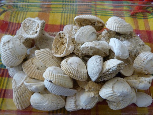 Lot fossiles arca turonica - ,