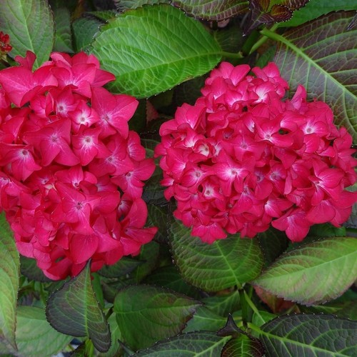 Hortensia red baron - hortensia, 2l