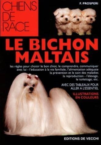 Bichon maltais prosperi - bichon,