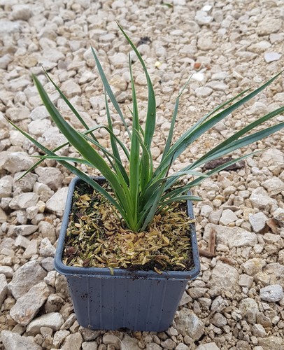 Hesperoyucca whipplei yucca - hesperoyucca,