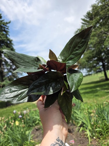 Syngonium red arrow pot - syngonium, 'red
