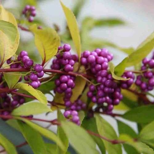 Callicarpa bodinieri