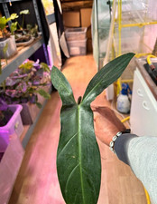 Bouture philodendron mexicanum n°4