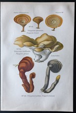 1891 - Planche couleur