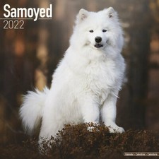 Calendrier 2022 - SAMOYEDE