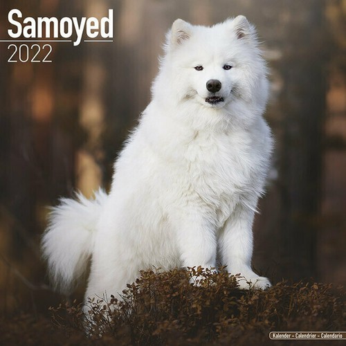 Calendrier 2022 samoyede - -,