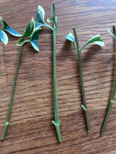 Vinca major variegata - , x10