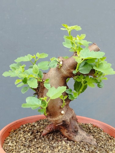 Bonsaï ficus 14 cm - 30, x