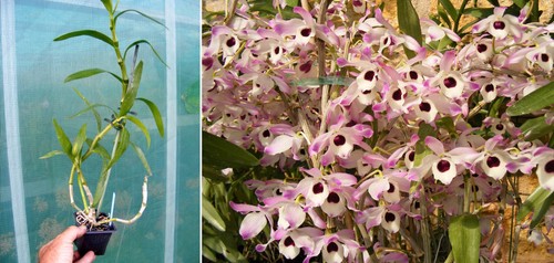 Dendrobium nobile orchidée - dendrobium,