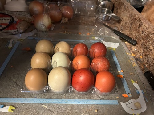 French black copper marans - copper,