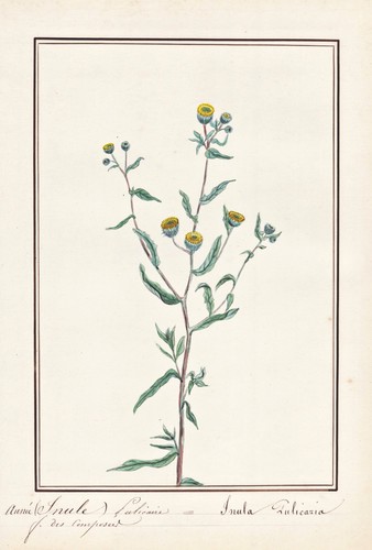 Petite fleabane inula fleur - petite,