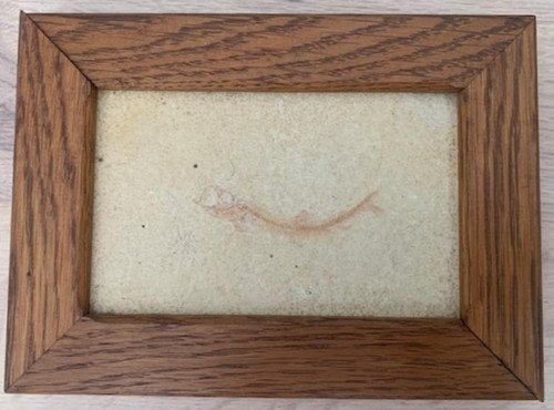 Rare poisson fossile - rare,