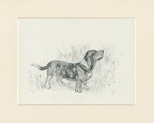 BASSET HOUND CHARMING 1938 DOG SKETCH MOUNTED PRINT by KF BARKER 