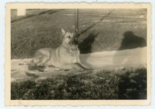 PHOTO SNAPSHOT 1960, DOG /