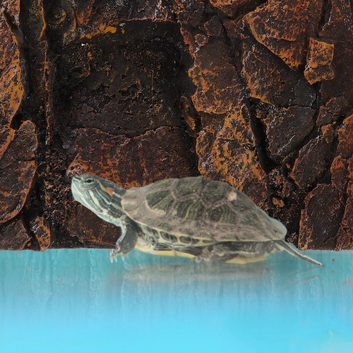 Fond terrarium décoratif - fond, de