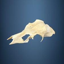 584KU Crane de cerf, bois de