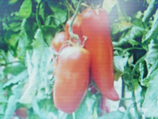 25 Graines De Tomate Cornue