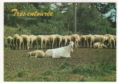 Carte postale humoristique - carte,