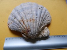 FOSSILE DE COQUILLE SAINT JACQUES 17cm par 15 cm
