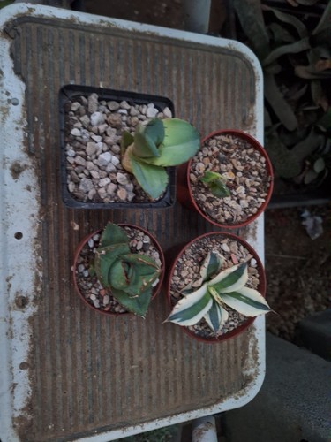 Agave titanota set - agave,