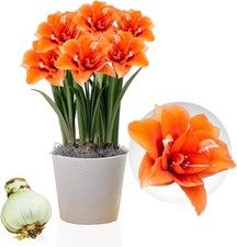 Bulbes d'amaryllis - Celica -