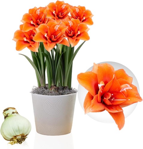 Bulbes amaryllis celica - bulbes,