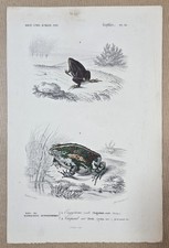 Gravure colorée Batracien