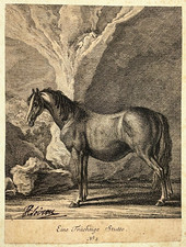 CHEVAL Eine Trachtige Stutte