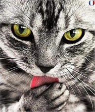 Cukol Canevas Broderie Point de Croix Kit Complet Adulte Debutant Chat Mignon,