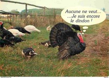 Carte Postale - Animaux -