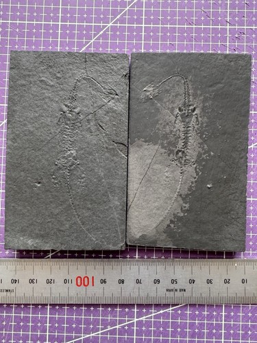Fossile keichousaurus - 🦎fossile, de