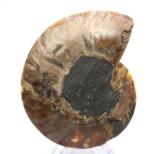 Grande ammonite madagascar - de,