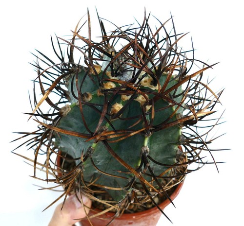 Astrophytum capricorne - , cv