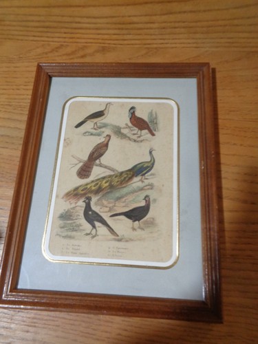 Gravure couleur buffon - de,