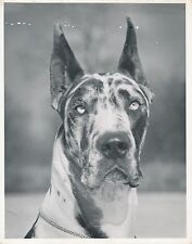1950 GERMAN DOGUE - CHIEN HARLEQUIN GREAT DANE LARGE FORMAT - CH 31