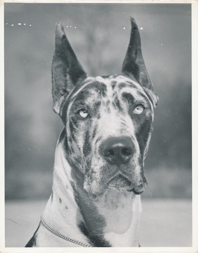 Dogue allemand 1950 - ,