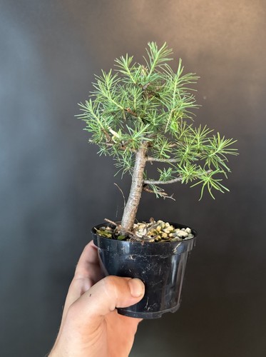 Collected american larch pre - collected,