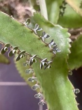 🌿 KALANCHOE Daigremontiana