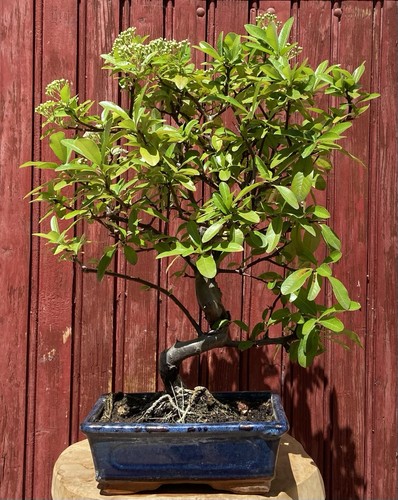 Bonsaï pyracantha coccinea - bonsaÏ,