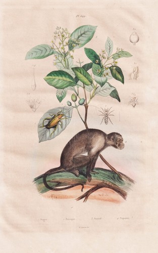 Singe capucin primates insecte - primates,
