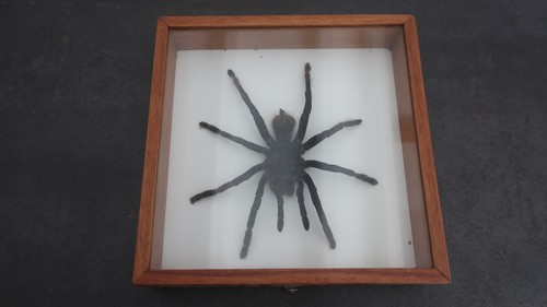 Cadre entomologique - cadre,