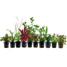 Plantes Set pour 80l Aquariums Avec 10 Pot De Aquatiques AquaOne Nr.137