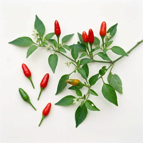 Graines piments oiseau - de,