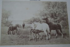 HORSES IN THE PRAIRIE CHIALIVA PAINTING CARD PHOTO ALBUM GOUPIL N°915